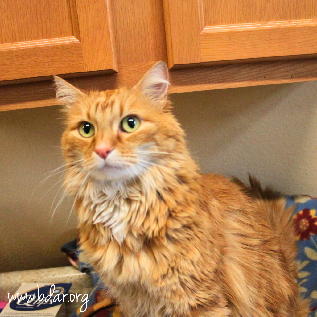 Prince, an adoptable Domestic Long Hair in Cheyenne, WY, 82009 | Photo Image 2