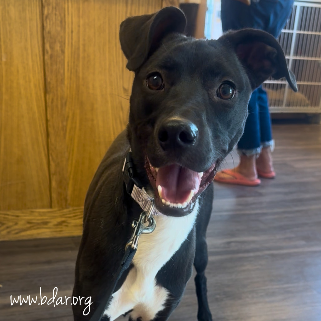 Jackie, an adoptable Whippet, Black Labrador Retriever in Cheyenne, WY, 82009 | Photo Image 1