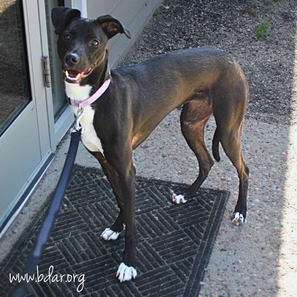 Jackie, an adoptable Whippet, Black Labrador Retriever in Cheyenne, WY, 82009 | Photo Image 2