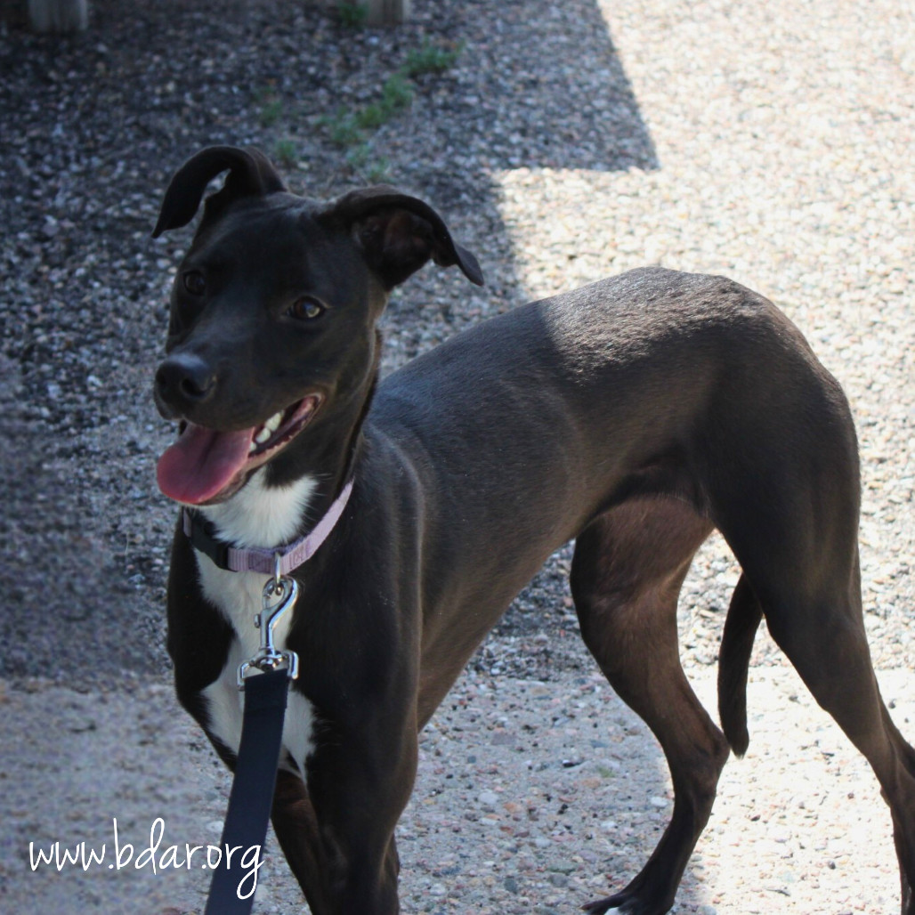 Jackie, an adoptable Whippet, Black Labrador Retriever in Cheyenne, WY, 82009 | Photo Image 3