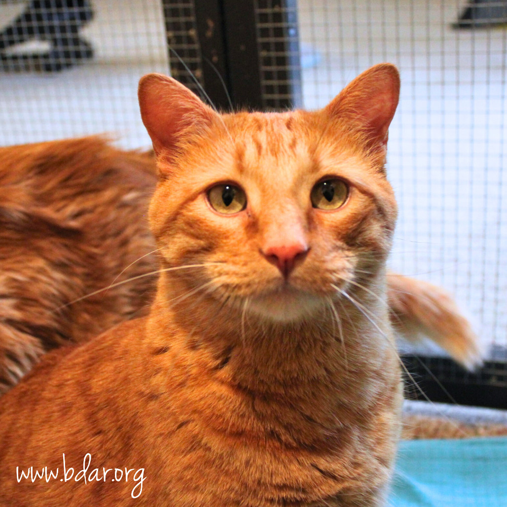 Cheddar, an adoptable Domestic Short Hair in Cheyenne, WY, 82009 | Photo Image 1