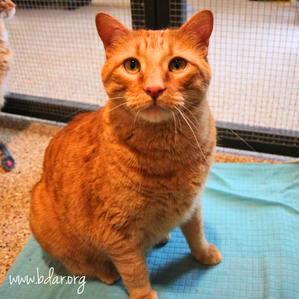 Cheddar