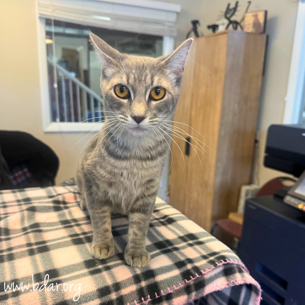Frenchy, an adoptable Domestic Short Hair in Cheyenne, WY, 82009 | Photo Image 2