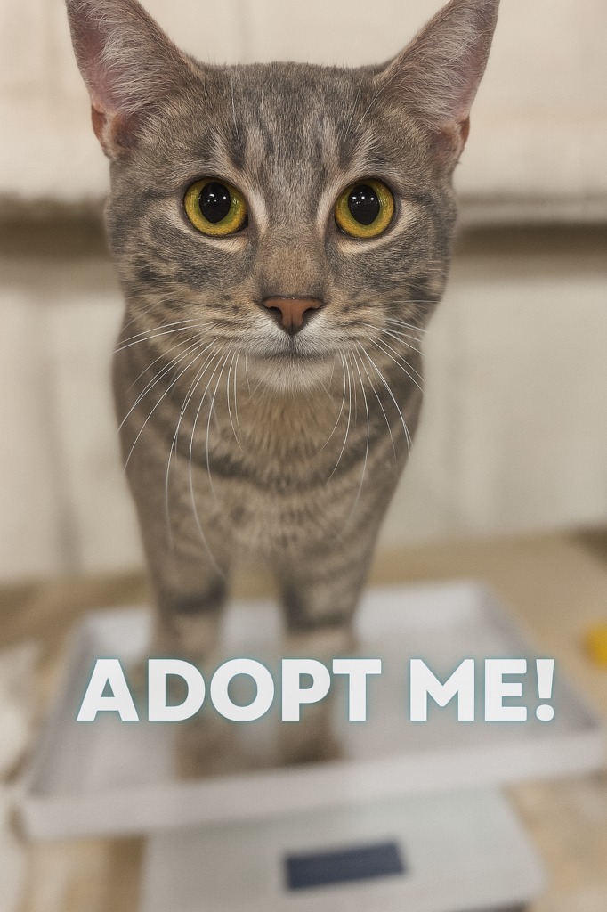 Caleb, an adoptable Domestic Short Hair in Corpus Christi, TX, 78415 | Photo Image 1