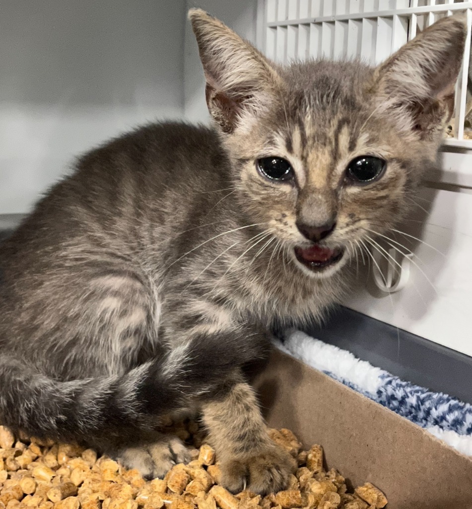 Caleb, an adoptable Domestic Short Hair in Corpus Christi, TX, 78415 | Photo Image 2