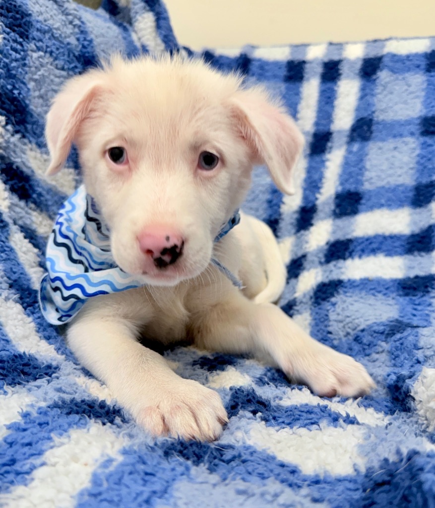Peppa (Dumpsterpup3)