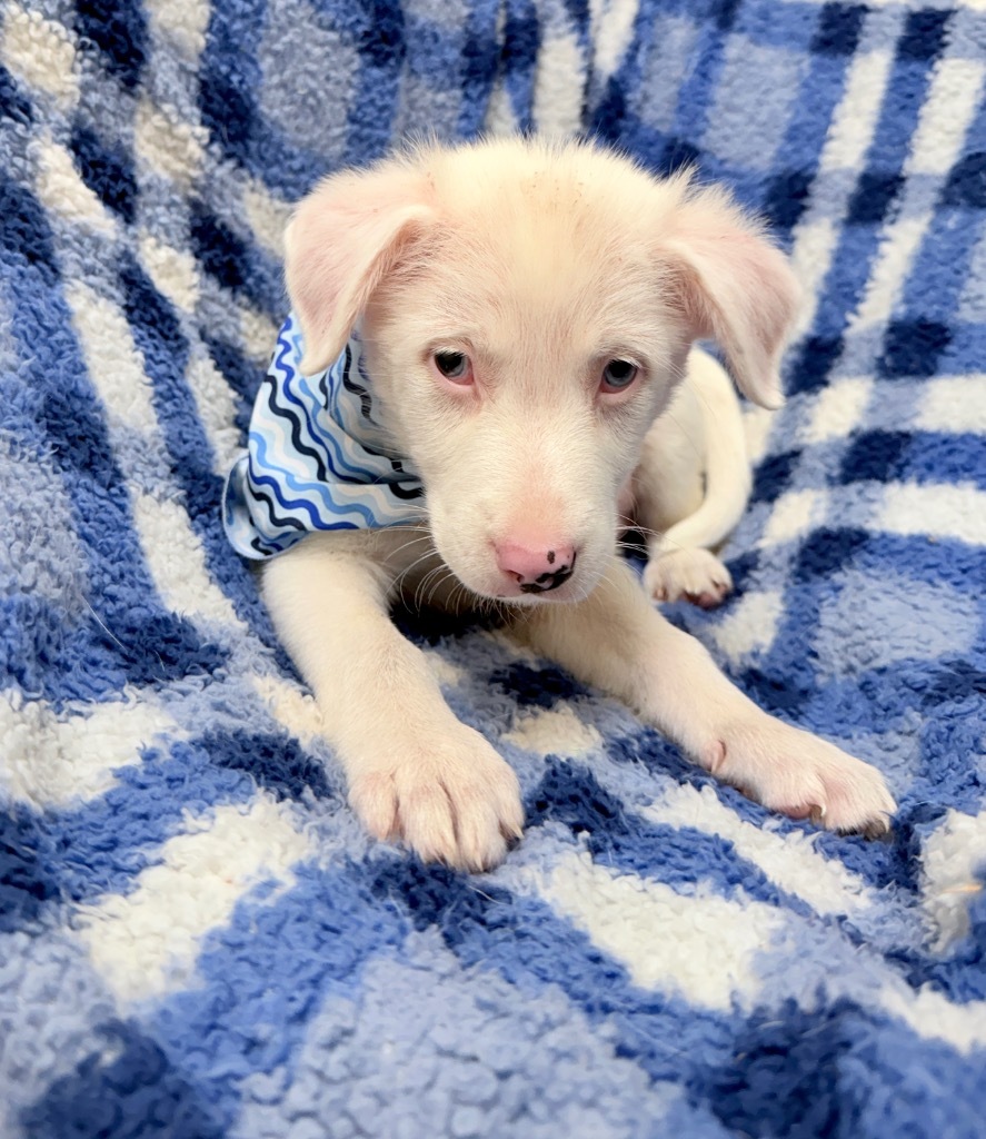 Peppa (Dumpsterpup3)
