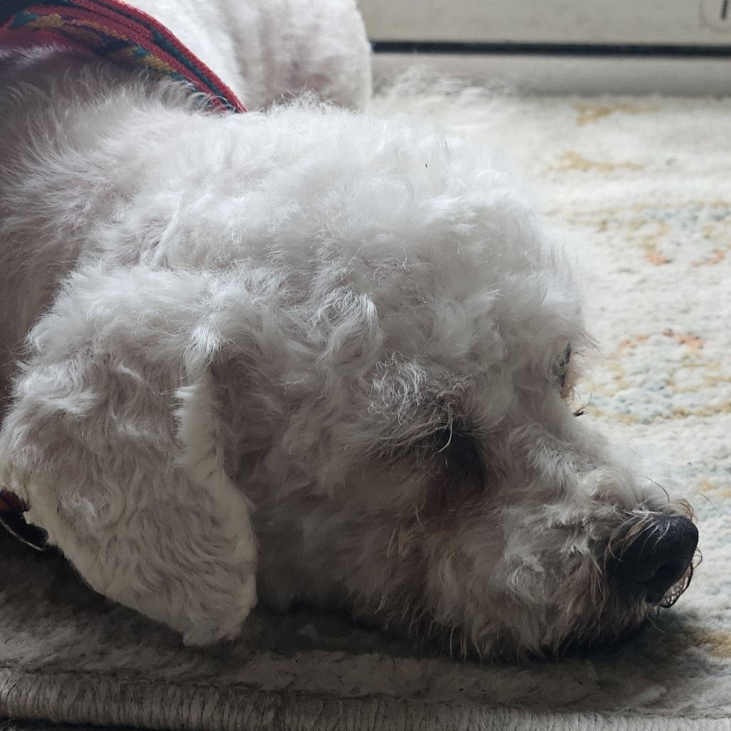 Molly
