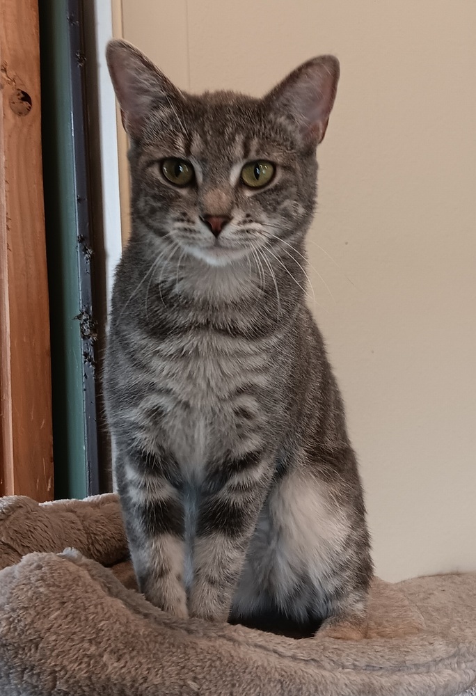 Vee, an adoptable Domestic Short Hair in Challis, ID, 83226 | Photo Image 1