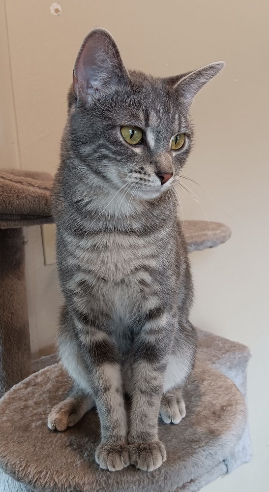 Vee, an adoptable Domestic Short Hair in Challis, ID, 83226 | Photo Image 2