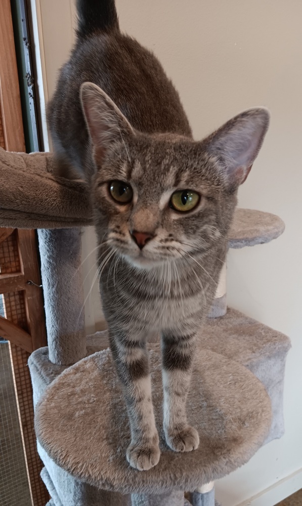 Vee, an adoptable Domestic Short Hair in Challis, ID, 83226 | Photo Image 3