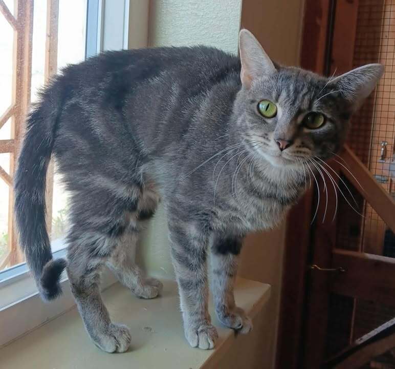 Vee, an adoptable Domestic Short Hair in Challis, ID, 83226 | Photo Image 4