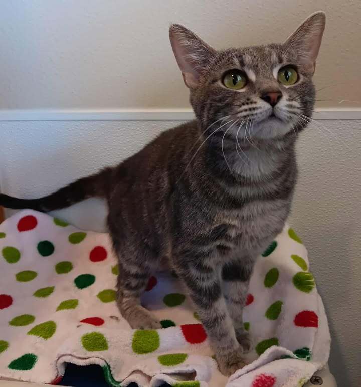 Vee, an adoptable Domestic Short Hair in Challis, ID, 83226 | Photo Image 5