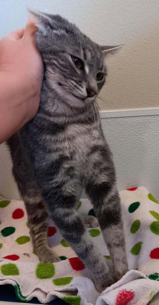 Vee, an adoptable Domestic Short Hair in Challis, ID, 83226 | Photo Image 6