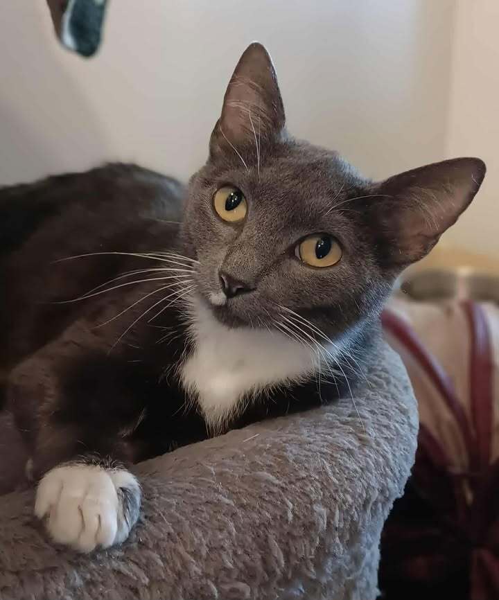 Sarabi, an adoptable Domestic Short Hair in Challis, ID, 83226 | Photo Image 1