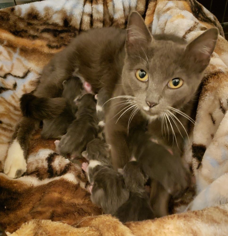 Sarabi, an adoptable Domestic Short Hair in Challis, ID, 83226 | Photo Image 2