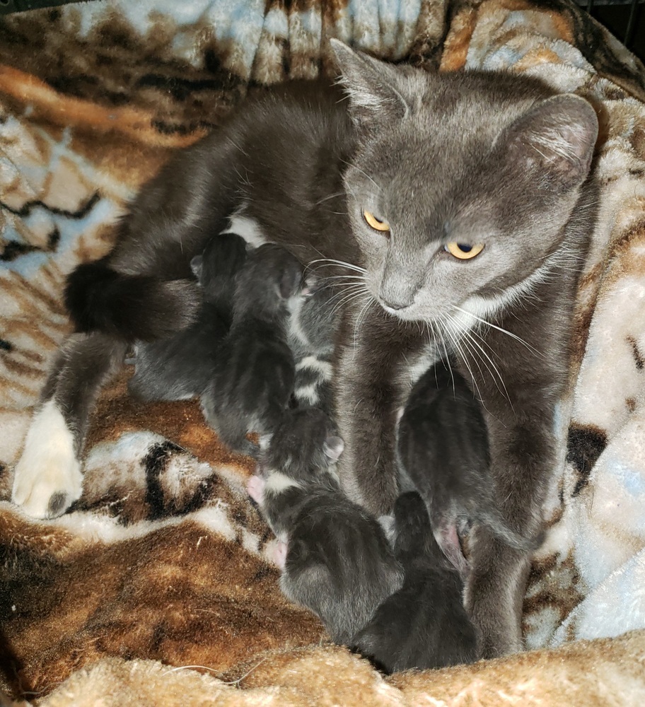 Sarabi, an adoptable Domestic Short Hair in Challis, ID, 83226 | Photo Image 3