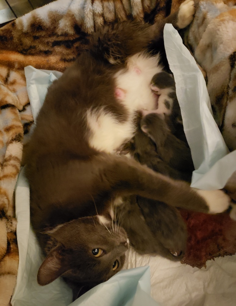 Sarabi, an adoptable Domestic Short Hair in Challis, ID, 83226 | Photo Image 4