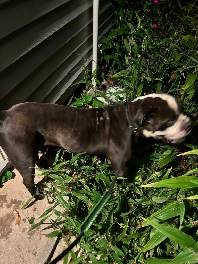 Duke