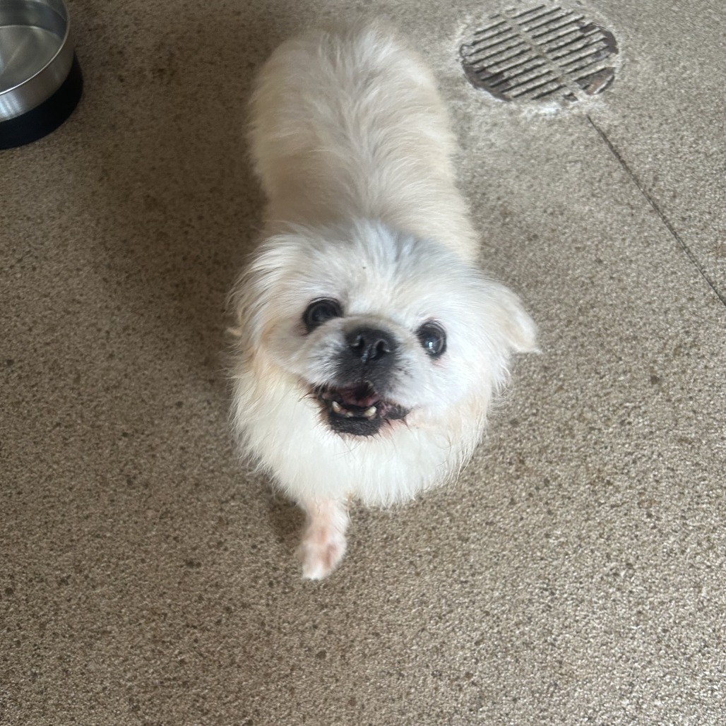 Allie, an adoptable Pekingese in Huntsville, AL, 35805 | Photo Image 1