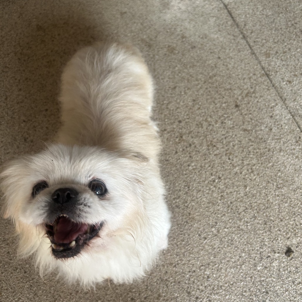 Allie, an adoptable Pekingese in Huntsville, AL, 35805 | Photo Image 2