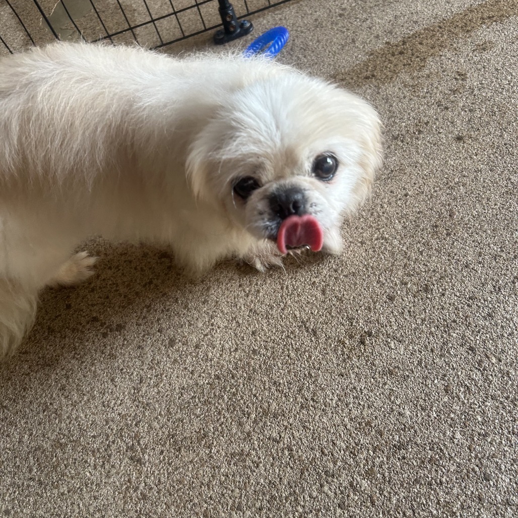 Allie, an adoptable Pekingese in Huntsville, AL, 35805 | Photo Image 3