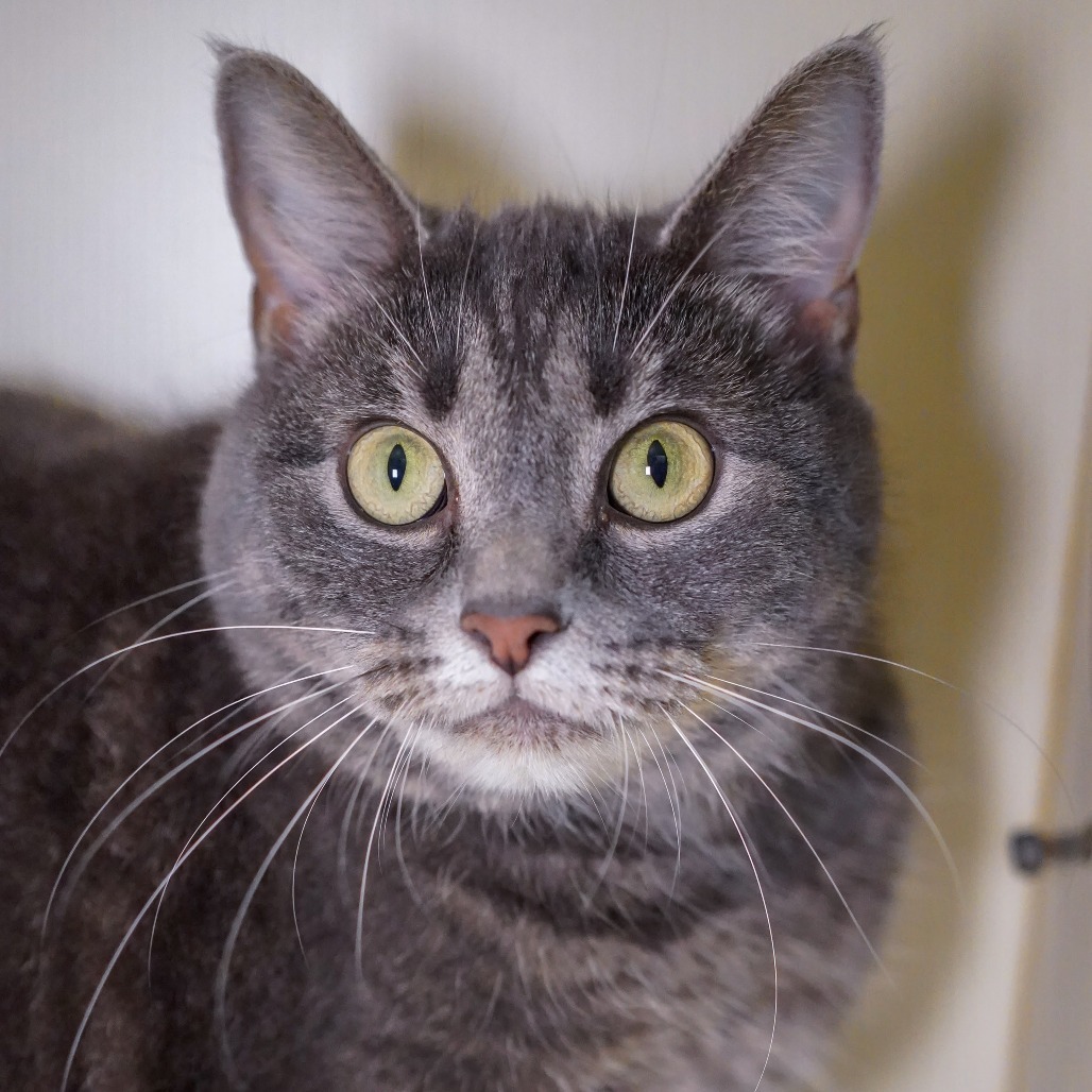 Sylvia, an adoptable Domestic Short Hair in Thomaston, ME, 04861 | Photo Image 1
