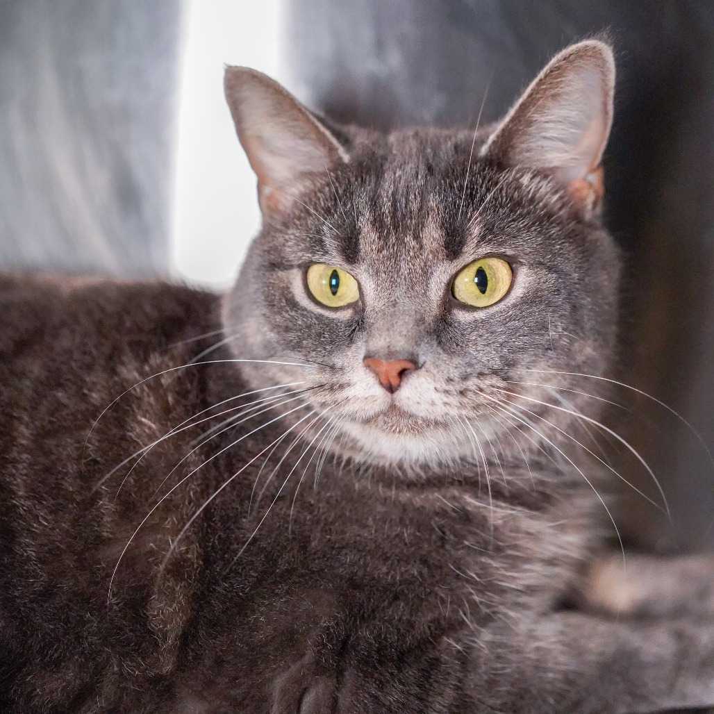 Sylvia, an adoptable Domestic Short Hair in Thomaston, ME, 04861 | Photo Image 2