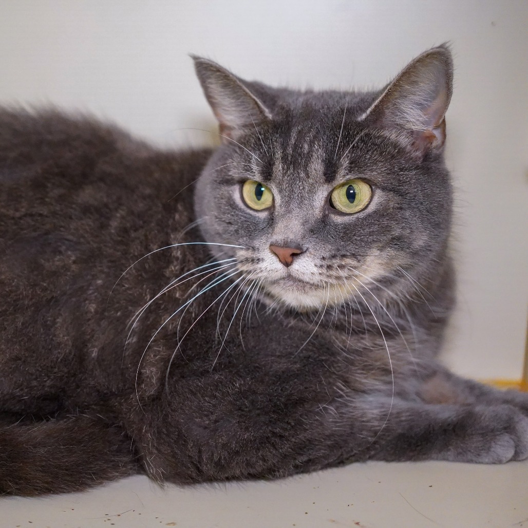 Sylvia, an adoptable Domestic Short Hair in Thomaston, ME, 04861 | Photo Image 3