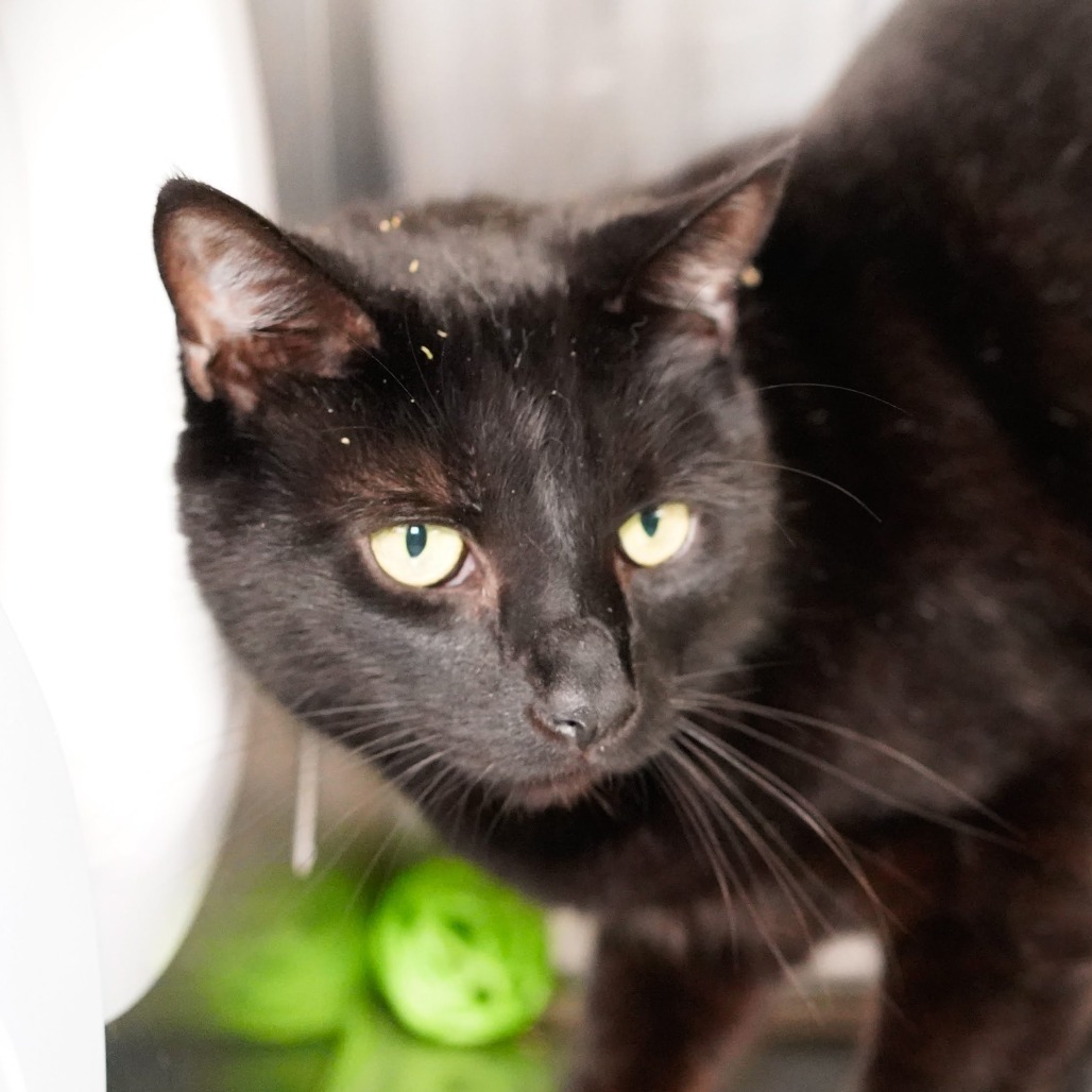 Chuck, an adoptable Domestic Short Hair in Thomaston, ME, 04861 | Photo Image 1