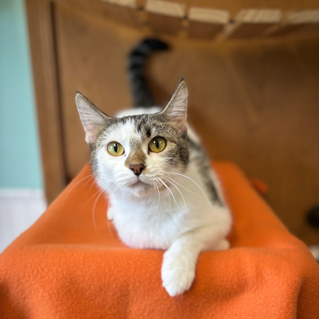 Francine--In Foster, an adoptable Domestic Short Hair in Fargo, ND, 58102 | Photo Image 1