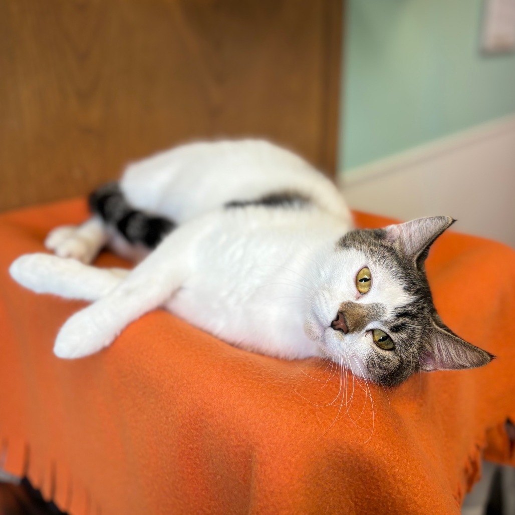 Francine--In Foster, an adoptable Domestic Short Hair in Fargo, ND, 58102 | Photo Image 2