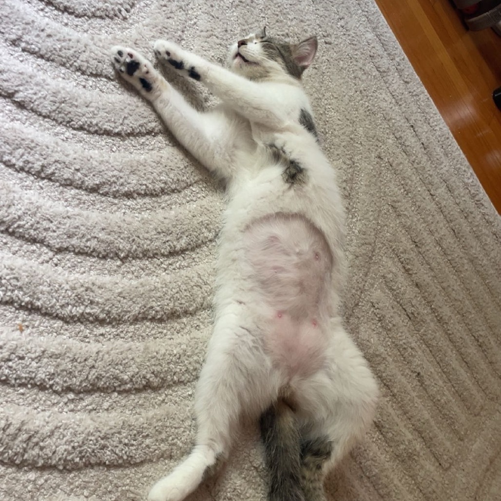 Francine--In Foster, an adoptable Domestic Short Hair in Fargo, ND, 58102 | Photo Image 3