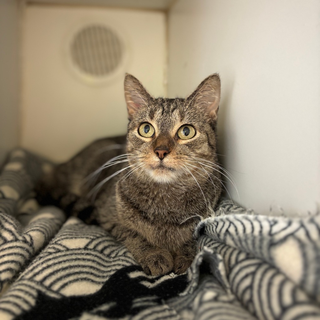 Kiamati--In Foster, an adoptable Domestic Short Hair in Fargo, ND, 58102 | Photo Image 1