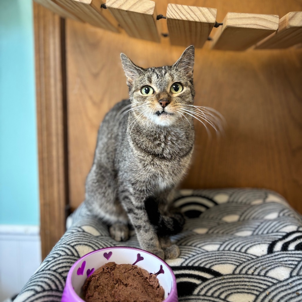 Kiamati--In Foster, an adoptable Domestic Short Hair in Fargo, ND, 58102 | Photo Image 2