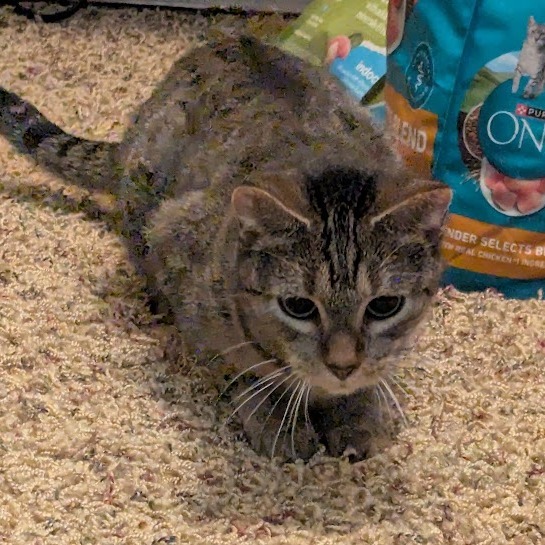 Kiamati--In Foster, an adoptable Domestic Short Hair in Fargo, ND, 58102 | Photo Image 3