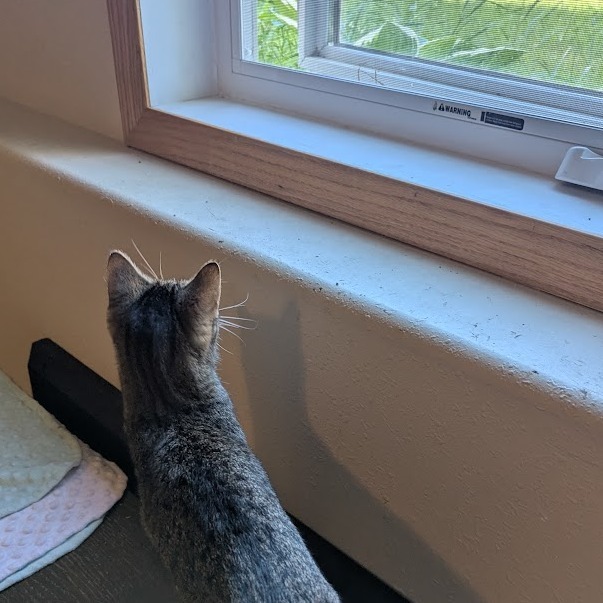 Kiamati--In Foster, an adoptable Domestic Short Hair in Fargo, ND, 58102 | Photo Image 4