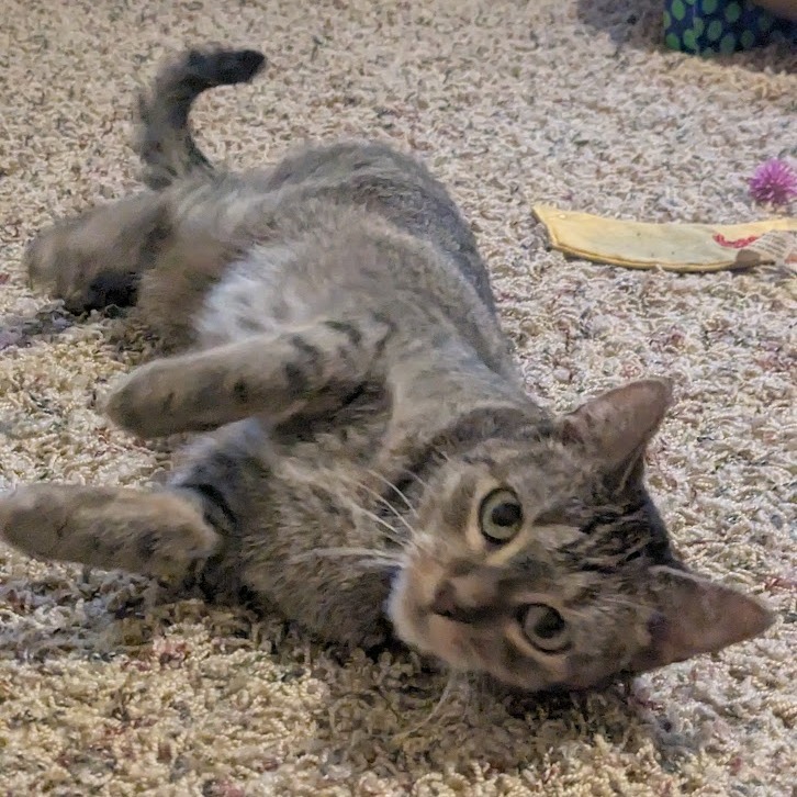 Kiamati--In Foster, an adoptable Domestic Short Hair in Fargo, ND, 58102 | Photo Image 5