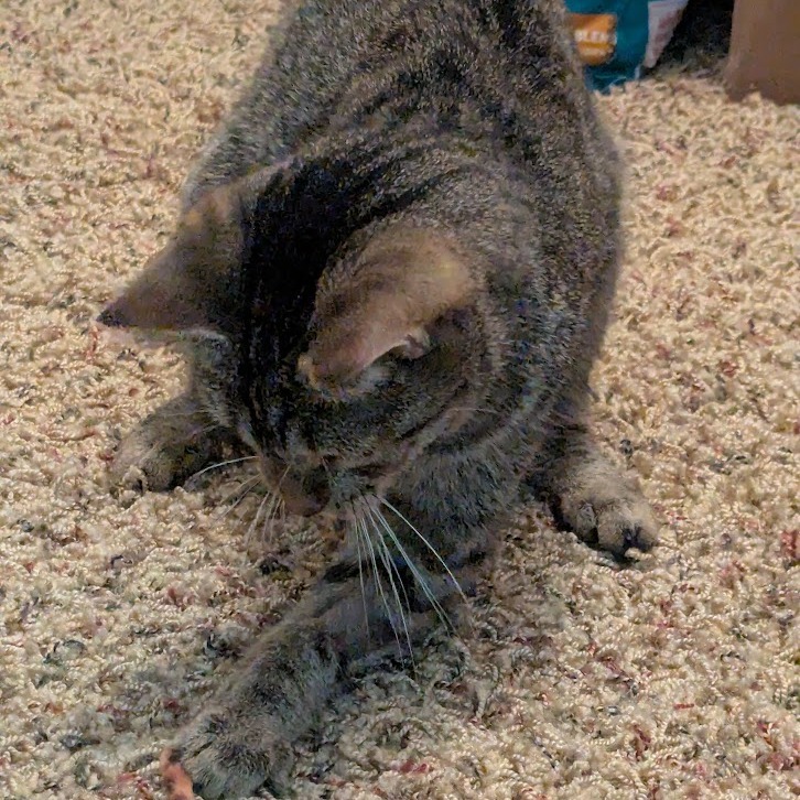 Kiamati--In Foster, an adoptable Domestic Short Hair in Fargo, ND, 58102 | Photo Image 6