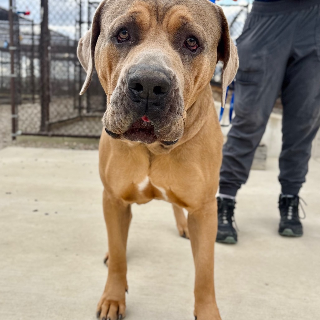 Rambo, an adoptable Mixed Breed, Boerboel in Great Falls, MT, 59404 | Photo Image 1