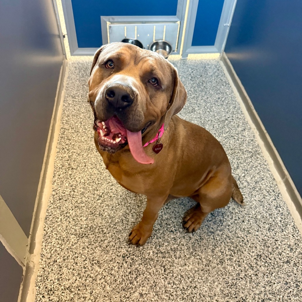 Rambo, an adoptable Mixed Breed, Boerboel in Great Falls, MT, 59404 | Photo Image 2