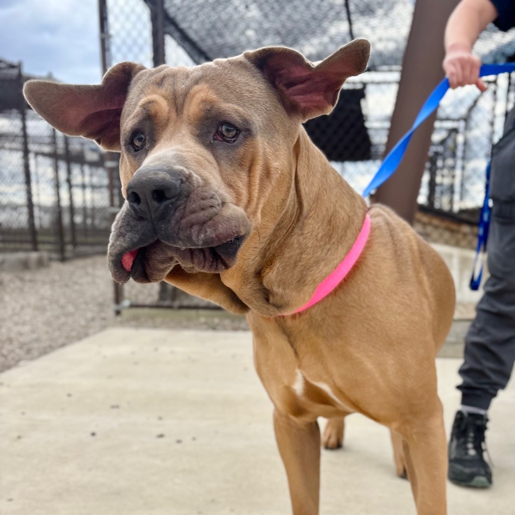 Rambo, an adoptable Mixed Breed, Boerboel in Great Falls, MT, 59404 | Photo Image 3