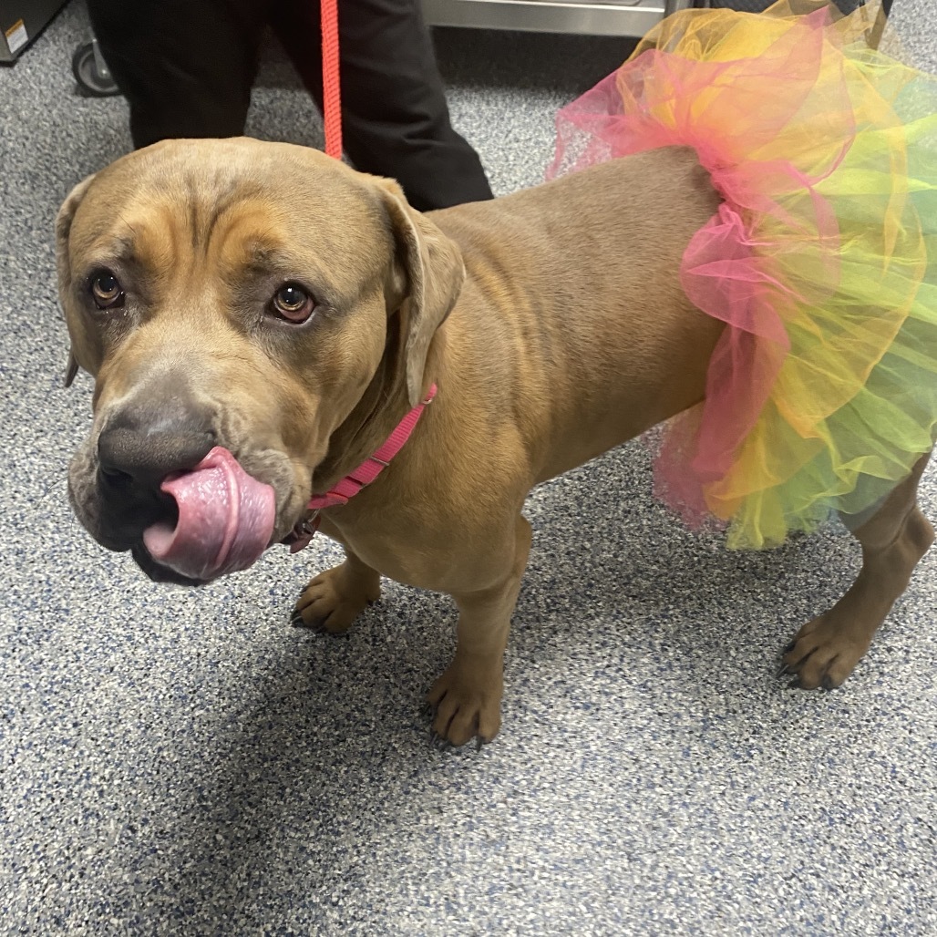 Rambo, an adoptable Mixed Breed, Boerboel in Great Falls, MT, 59404 | Photo Image 4