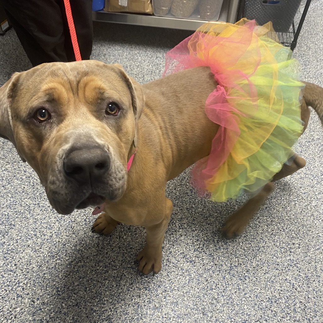Rambo, an adoptable Mixed Breed, Boerboel in Great Falls, MT, 59404 | Photo Image 5