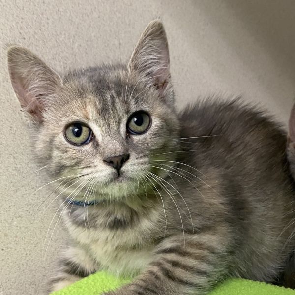 Pet Image