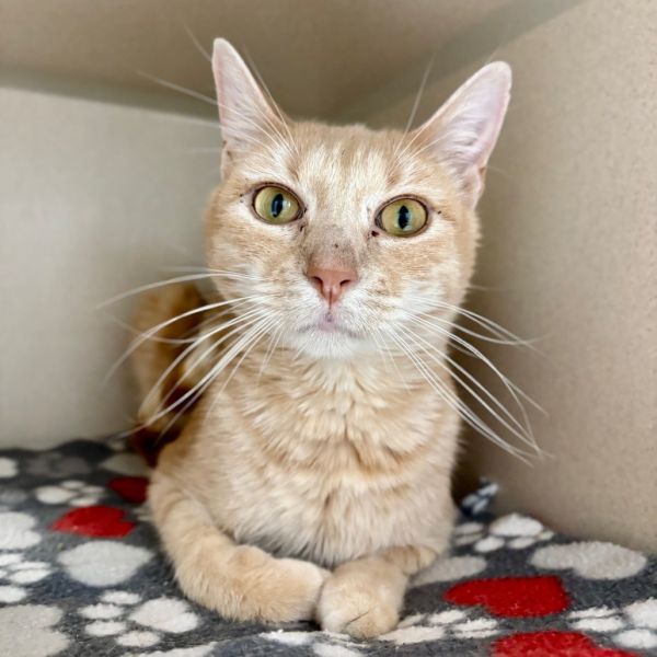 Pet Image