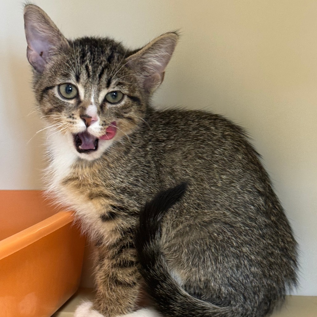 Timon, an adoptable Domestic Short Hair in Cody, WY, 82414 | Photo Image 1