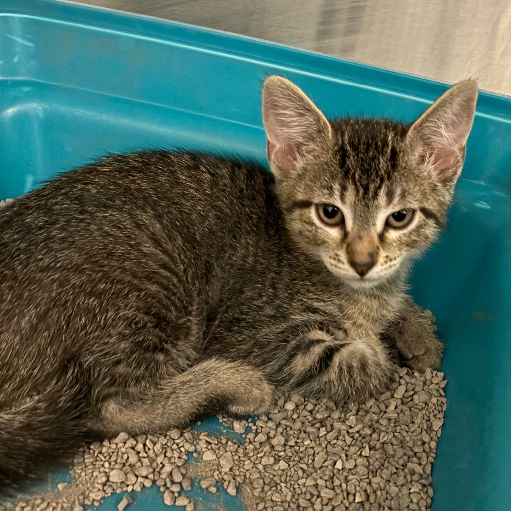 Timon, an adoptable Domestic Short Hair in Cody, WY, 82414 | Photo Image 2