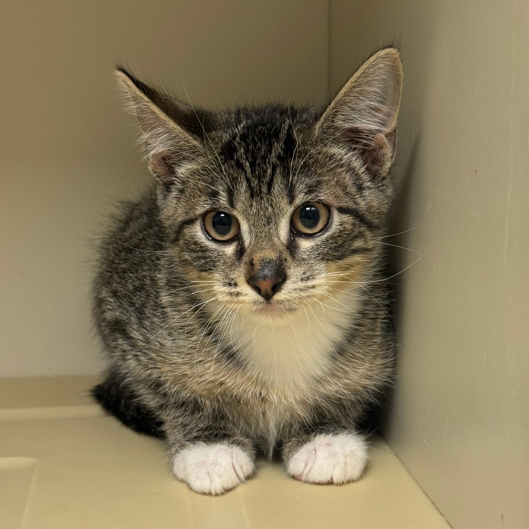 Simba, an adoptable Domestic Short Hair in Cody, WY, 82414 | Photo Image 1