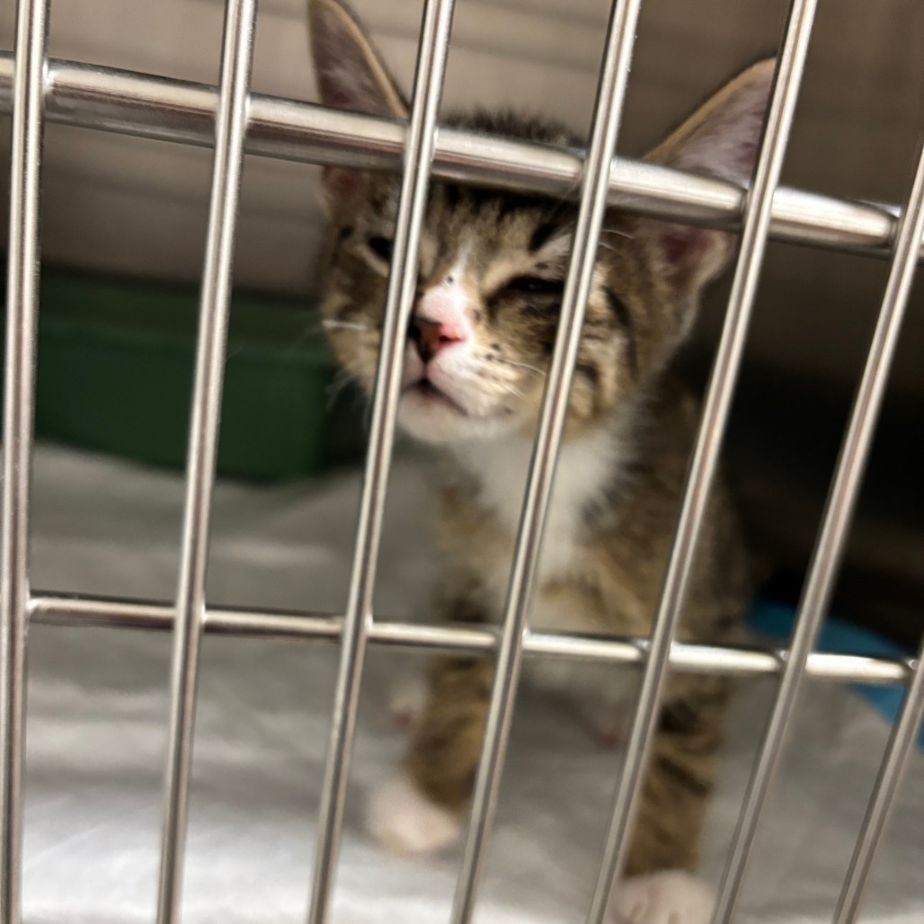 Simba, an adoptable Domestic Short Hair in Cody, WY, 82414 | Photo Image 2